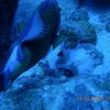 Baliste devorant un hexabranche 2 Ma